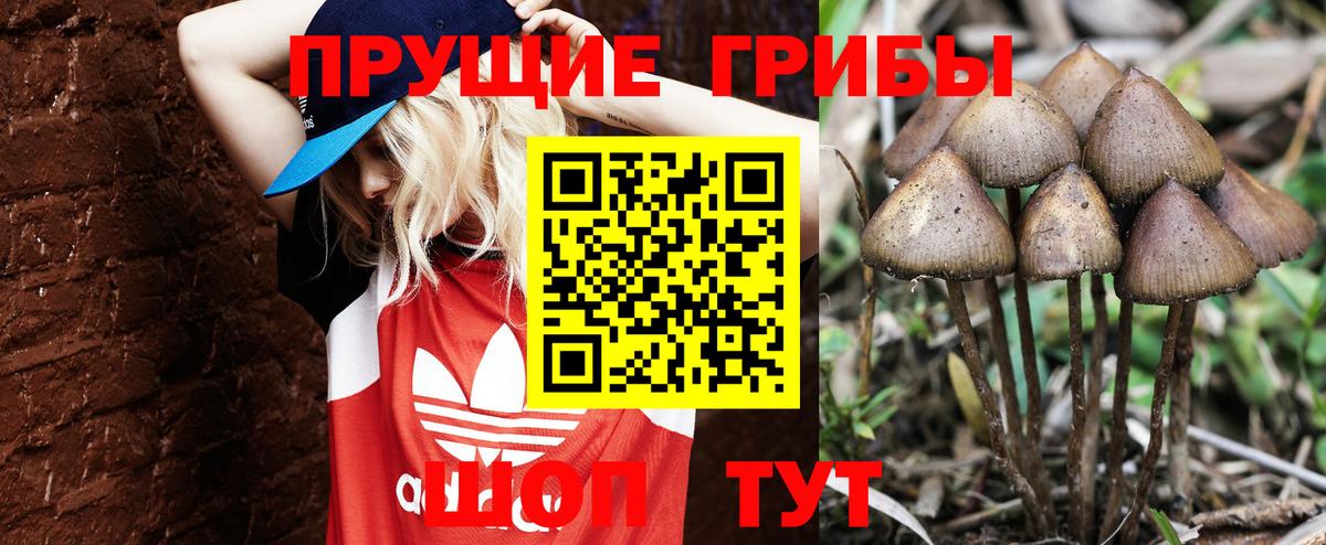 Галлюциногенные грибы Psilocybe Тамбов